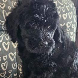 Vivian - Black female Goldendoodle puppy in Kansas City, Missouri from Poppy's Doodles