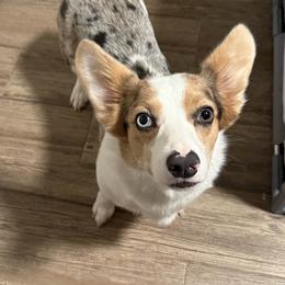 American Corgi All Grown Up from Elmiphyr Corgis
