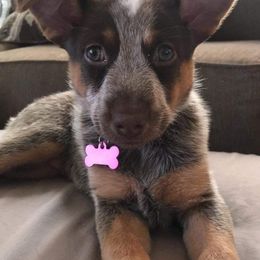 Australian Cattle Dog Puppies from Rising J Cattle Dogs