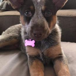 Australian Cattle Dog Puppies from Rising J Cattle Dogs