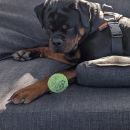 Rottweiler Puppies from Von Der Hing Rottweilers