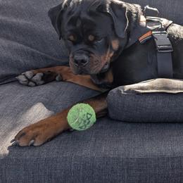 Rottweiler Puppies from Von Der Hing Rottweilers