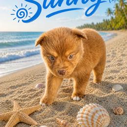 Sunny - Red tri male Miniature Australian Shepherd puppy in Idalou, Texas from Lonesome Pine Mini Aussies