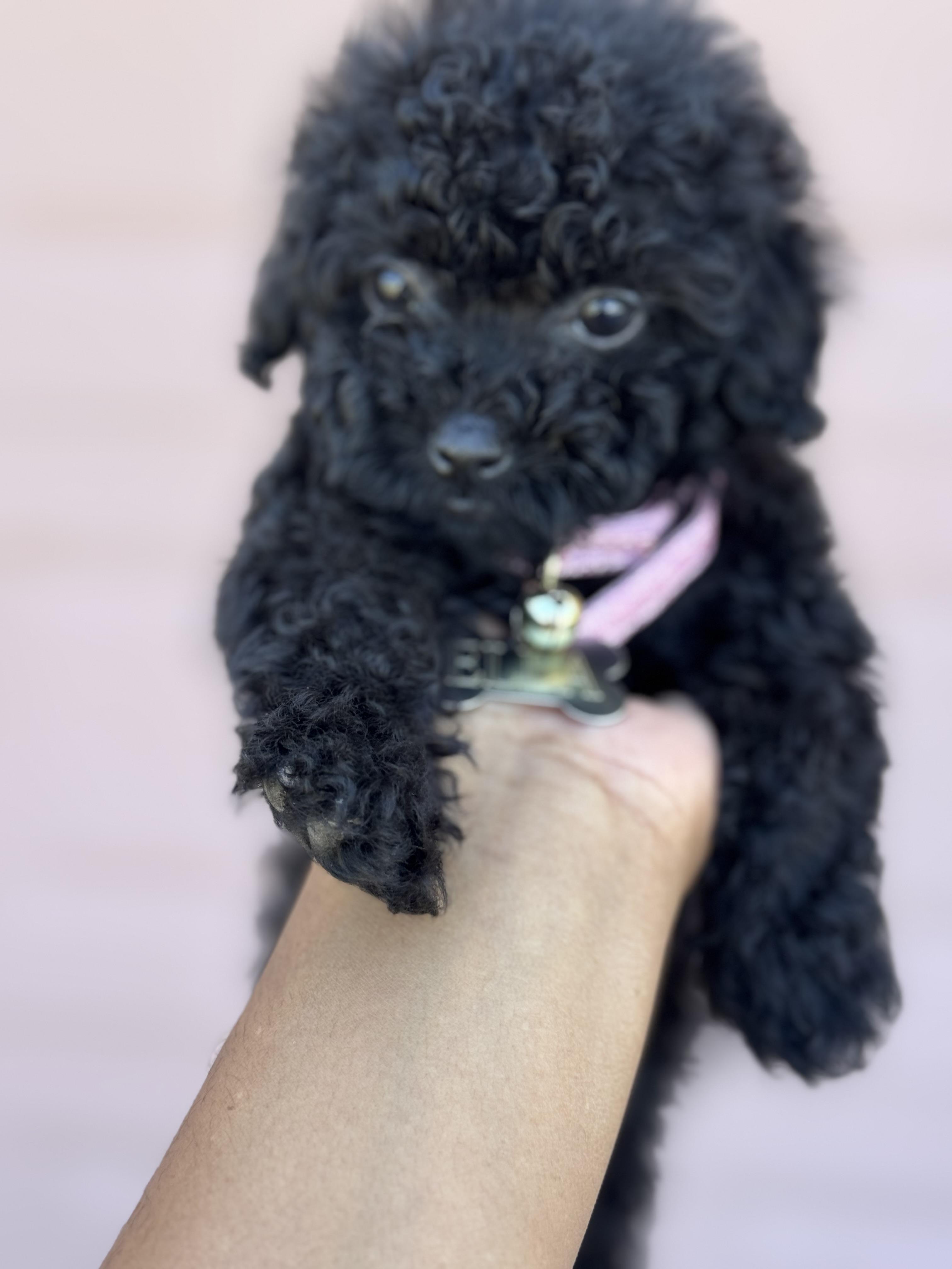 Poodles by CNC in Florida | Poodle and Yorkshire Terrier puppies