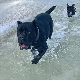 Cane Corso and French Bulldogs from Jens Den