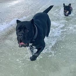 Cane Corso and French Bulldogs from Jens Den