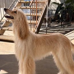 Lulu - Afghan Hound