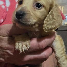 Sapphire's bigger ee cream girl - Cream female Dachshund puppy in Lyle, Washington from Wines Wienery