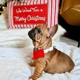 Max - Fawn male French Bulldog puppy in Keeseville, New York from Big Sky Frenchies