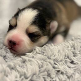 Grizzly - Wolf sable male Pomsky puppy in Cumming, Iowa from Winter’s Perfect Pomskies
