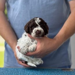 Boy 2 - Brown roan male Lagotto Romagnolo puppy in Sugar Valley, Georgia from Pinnacle Farm and Kennel