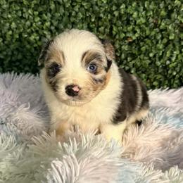 Lucky - Blue merle male Australian Shepherd puppy in Placerville, California from BFF Aussies