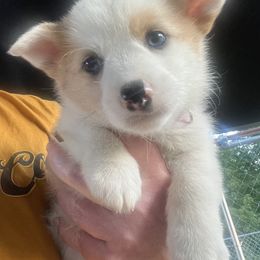 Girl 3 - Sable merle and white female American Corgi puppy in Sequatchie, Tennessee from Green Star Farm Corgis