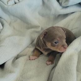 Mr Grey - Silver and white male Chihuahua puppy in Las Vegas, Nevada from Quality Poms Chihuahua Yorkies of Las vegas