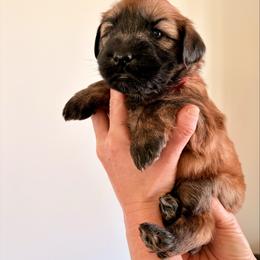 Mr Red - Wheaten male Soft Coated Wheaten Terrier puppy in Fowler, Ohio from Warzalas wheatens