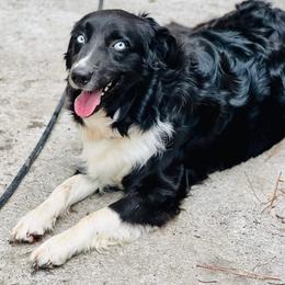 Nahla - Australian Shepherd