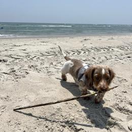 Dachshund and Miniature Schnauzer Puppies from The Bossy Doxie Farm