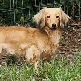 Dachshunds and Pembroke Welsh Corgis from ArmnalegRanch