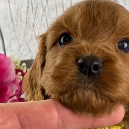 Cavapoos and Goldendoodles from Blackberry Farm Puppies
