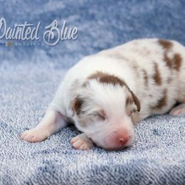Australian Shepherd, Miniature American Shepherd, Miniature Australian Shepherd, and Toy Australian Shepherd Puppies from Painted Blue Aussies
