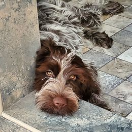 Wirehaired Pointing Griffon Puppies from Double Barrel Griffons