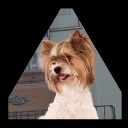 Evie - Biewer Terrier