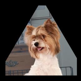 Evie - Biewer Terrier
