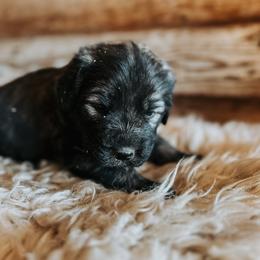 Green Collar - Gray male Sarplaninac puppy in Pleasant View, Colorado from Pails & Provisions Farm