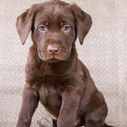 Labrador Retrievers from D&S Retrievers