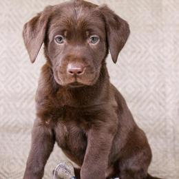 Labrador Retrievers from D&S Retrievers
