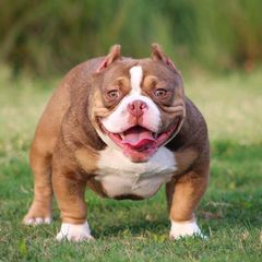 Chanel - Shorty Bull