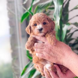 La Bamba - Red female Cavapoo puppy in Murray, Utah from Good Looking Dogs