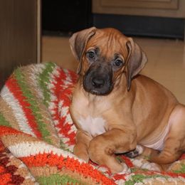 Rhodesian Ridgeback Puppies from Karhiba Rhodesian Ridgebacks