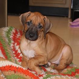 Rhodesian Ridgeback Puppies from Karhiba Rhodesian Ridgebacks