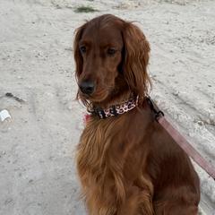 Irish Setters from McClellan Setters