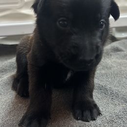 Purple - Fawn sable female Belgian Malinois puppy in Ellerbe, North Carolina from Grand Prix Kennel
