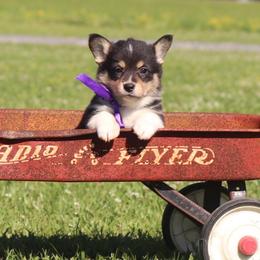 Boy 2 Purple Ribbon - Black and tan male Pembroke Welsh Corgi puppy in Ville Platte, Louisiana from Flat town corgis
