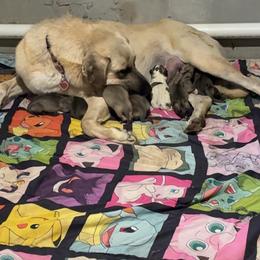 Boy 5 - Fawn male Anatolian Shepherd Dog puppy in Daggett, Michigan from T&S Anatolians