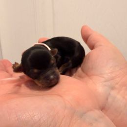 Kyra - Black and tan female Yorkshire Terrier puppy in Georgia from Nalley Kennels