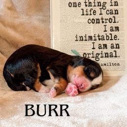 Burr (Blue collar) - Tri-color male Bernedoodle puppy in Boiling Springs, South Carolina from OlliePups, LLC