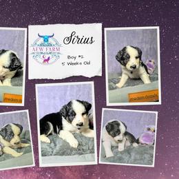 Australian Shepherd and Great Dane Puppies from AEW Farm