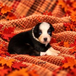 Uno - Black tri-color male Australian Shepherd puppy in Howardsville, Virginia from Spectacular Aussies and Cavaliers