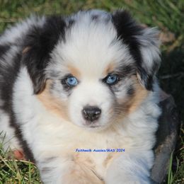 Frodo - Blue merle Miniature American Shepherd puppy in Hillsdale, Michigan from Faithwalk Aussies and Mini American Shepherds