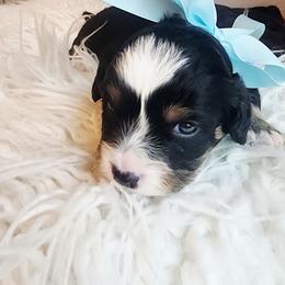 Boy 4 - Tri-color male Cavapoo puppy in Junction, Utah from City Creek Cavapoos