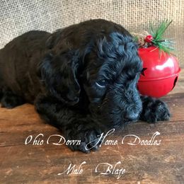 Goldendoodle Puppies from Ohio Down Home Doodles