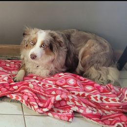 Quiggley - Miniature Australian Shepherd