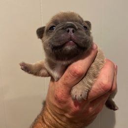 French Bulldog Puppies from Kring French Bulldogs
