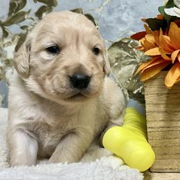 Puddles - Light golden male Golden Retriever puppy in Doniphan, Missouri from Stockford’s Golden Retrievers