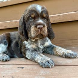 Zion (Orange-red) - Liver white and tan male English Springer Spaniel puppy in Conifer, Colorado from Majestic Mountain Springs