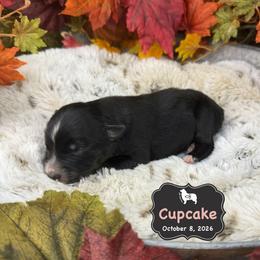 Cupcake - Black tri-color female Australian Shepherd puppy in El Dorado Springs, Missouri from OR Aussies